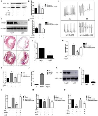 Soluble Epoxide Hydrolase Inhibitors Regulate Ischemic Arrhythmia by Targeting MicroRNA-1